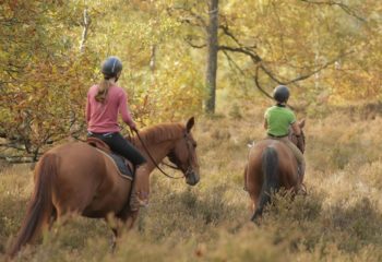 Equitation – Balade en Forêt