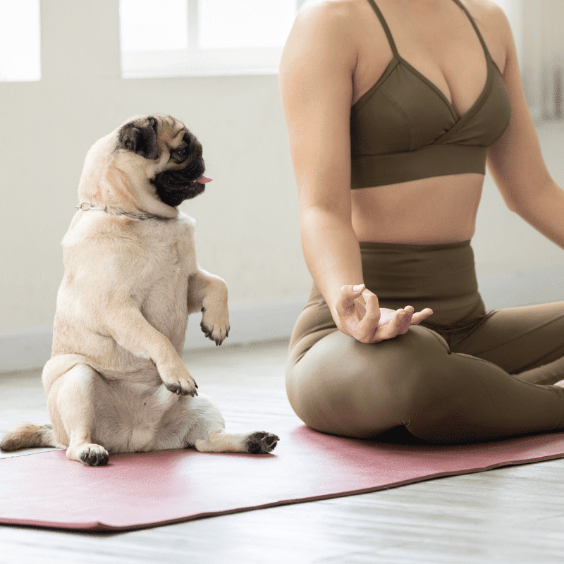 yoga-dog-wup-08