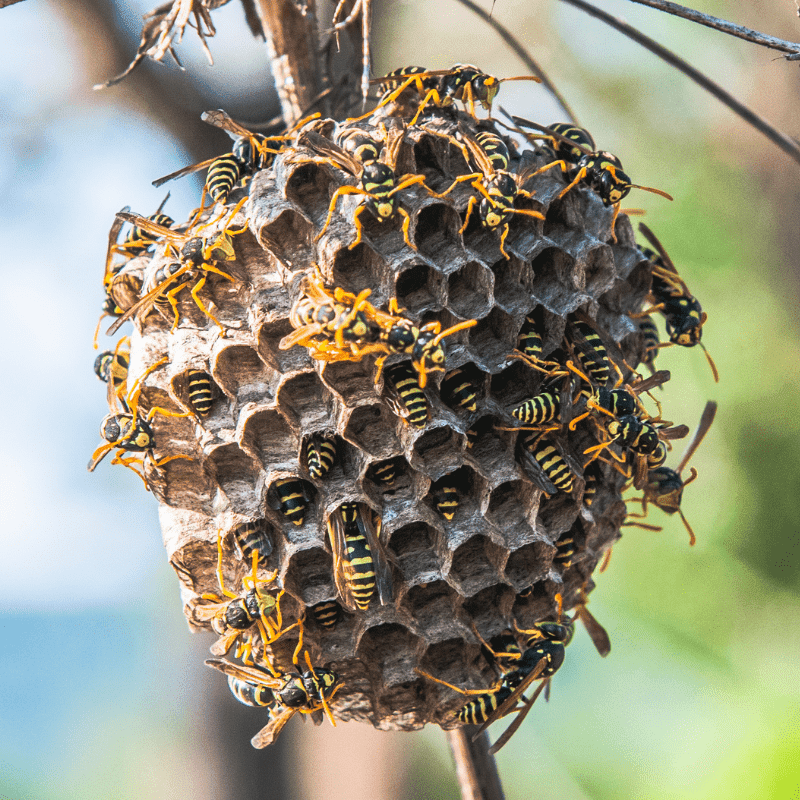 abeille-en-famille-wup-03